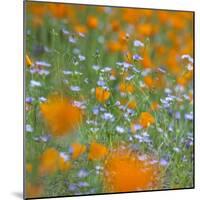 Poppy Flower Mix-Vincent James-Mounted Photographic Print