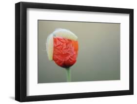 Poppy Flower Opening, La Serena, Extremadura, Spain, April 2009-Widstrand-Framed Photographic Print