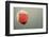 Poppy Flower Opening, La Serena, Extremadura, Spain, April 2009-Widstrand-Framed Photographic Print