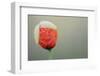 Poppy Flower Opening, La Serena, Extremadura, Spain, April 2009-Widstrand-Framed Photographic Print