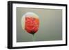 Poppy Flower Opening, La Serena, Extremadura, Spain, April 2009-Widstrand-Framed Photographic Print