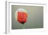 Poppy Flower Opening, La Serena, Extremadura, Spain, April 2009-Widstrand-Framed Photographic Print