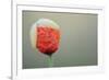 Poppy Flower Opening, La Serena, Extremadura, Spain, April 2009-Widstrand-Framed Photographic Print