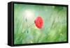 Poppy Flower, Outdoors-Yastremska-Framed Stretched Canvas