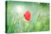 Poppy Flower, Outdoors-Yastremska-Stretched Canvas