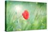 Poppy Flower, Outdoors-Yastremska-Stretched Canvas