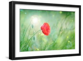 Poppy Flower, Outdoors-Yastremska-Framed Photographic Print