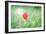 Poppy Flower, Outdoors-Yastremska-Framed Photographic Print