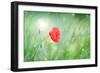 Poppy Flower, Outdoors-Yastremska-Framed Photographic Print