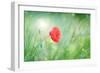 Poppy Flower, Outdoors-Yastremska-Framed Photographic Print