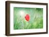 Poppy Flower, Outdoors-Yastremska-Framed Photographic Print