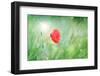 Poppy Flower, Outdoors-Yastremska-Framed Photographic Print