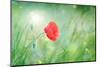 Poppy Flower, Outdoors-Yastremska-Mounted Photographic Print