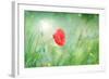 Poppy Flower, Outdoors-Yastremska-Framed Photographic Print