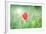 Poppy Flower, Outdoors-Yastremska-Framed Photographic Print