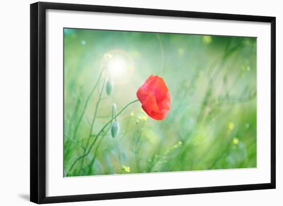 Poppy Flower, Outdoors-Yastremska-Framed Photographic Print