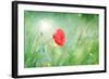 Poppy Flower, Outdoors-Yastremska-Framed Photographic Print