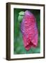 Poppy Flower with Raindrops-Frank May-Framed Photo