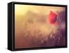 Poppy Flower-Alexey Rumyantsev-Framed Stretched Canvas