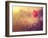 Poppy Flower-Alexey Rumyantsev-Framed Photographic Print