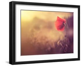 Poppy Flower-Alexey Rumyantsev-Framed Photographic Print