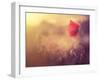 Poppy Flower-Alexey Rumyantsev-Framed Photographic Print