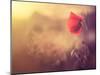 Poppy Flower-Alexey Rumyantsev-Mounted Photographic Print