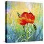 Poppy Flower-Ata Alishahi-Stretched Canvas