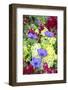 Poppy-Flowered Anemone, Usa-Lisa S Engelbrecht-Framed Photographic Print