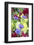 Poppy-Flowered Anemone, Usa-Lisa S Engelbrecht-Framed Photographic Print