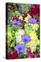 Poppy-Flowered Anemone, Usa-Lisa S Engelbrecht-Stretched Canvas
