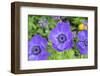 Poppy-Flowered Anemone, Usa-Lisa S. Engelbrecht-Framed Photographic Print