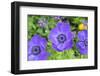 Poppy-Flowered Anemone, Usa-Lisa S. Engelbrecht-Framed Photographic Print