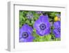 Poppy-Flowered Anemone, Usa-Lisa S. Engelbrecht-Framed Photographic Print