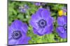 Poppy-Flowered Anemone, Usa-Lisa S. Engelbrecht-Mounted Photographic Print