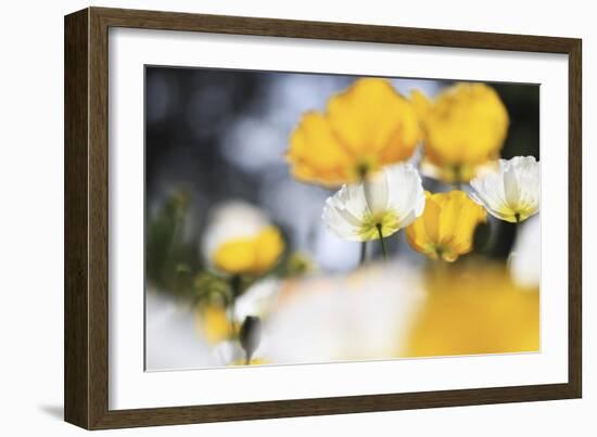 Poppy Flowers Abstract-Incredi-Framed Giclee Print