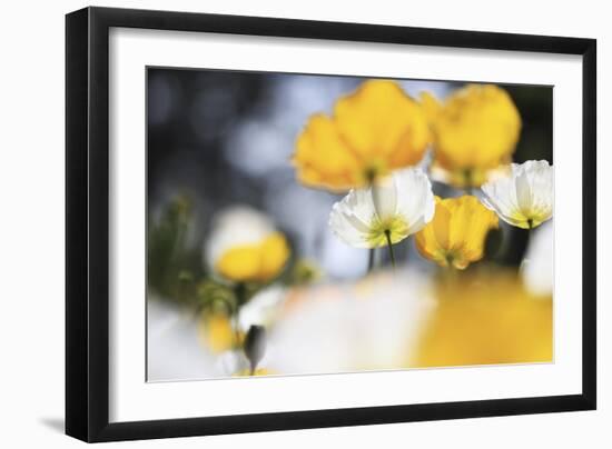 Poppy Flowers Abstract-Incredi-Framed Giclee Print