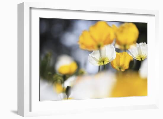 Poppy Flowers Abstract-Incredi-Framed Giclee Print