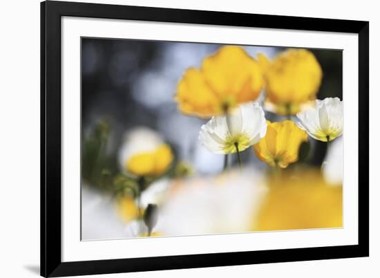 Poppy Flowers Abstract-Incredi-Framed Giclee Print