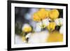 Poppy Flowers Abstract-Incredi-Framed Giclee Print