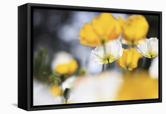 Poppy Flowers Abstract-Incredi-Framed Stretched Canvas