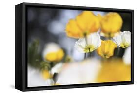 Poppy Flowers Abstract-Incredi-Framed Stretched Canvas