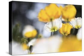 Poppy Flowers Abstract-Incredi-Stretched Canvas