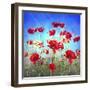 Poppy Flowers Field-Ata Alishahi-Framed Giclee Print