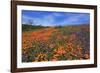 Poppy flowers, Malibu Creek State Park, Los Angeles, California, United States of America, North Am-Richard Cummins-Framed Photographic Print