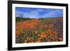 Poppy flowers, Malibu Creek State Park, Los Angeles, California, United States of America, North Am-Richard Cummins-Framed Photographic Print