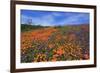 Poppy flowers, Malibu Creek State Park, Los Angeles, California, United States of America, North Am-Richard Cummins-Framed Photographic Print