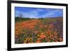 Poppy flowers, Malibu Creek State Park, Los Angeles, California, United States of America, North Am-Richard Cummins-Framed Photographic Print