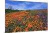 Poppy flowers, Malibu Creek State Park, Los Angeles, California, United States of America, North Am-Richard Cummins-Mounted Photographic Print