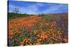 Poppy flowers, Malibu Creek State Park, Los Angeles, California, United States of America, North Am-Richard Cummins-Stretched Canvas